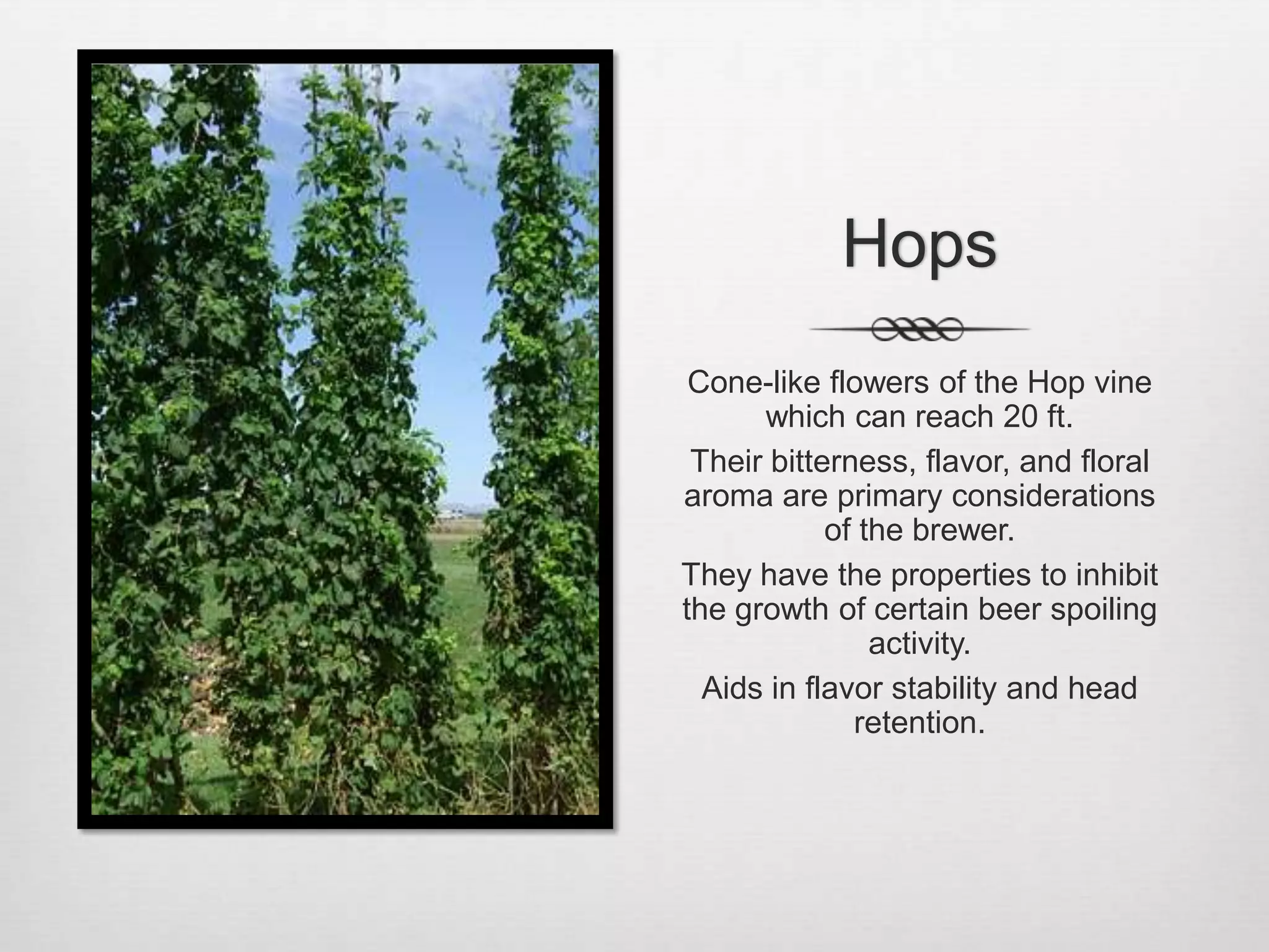 HopsCone-like flowers of the Hop vine which can reach 20 ft.Their bitterness, flavor, and floral aroma are primary considerations of the brewer.They have the properties to inhibit the growth of certain beer spoiling activity. Aids in flavor stability and head retention.