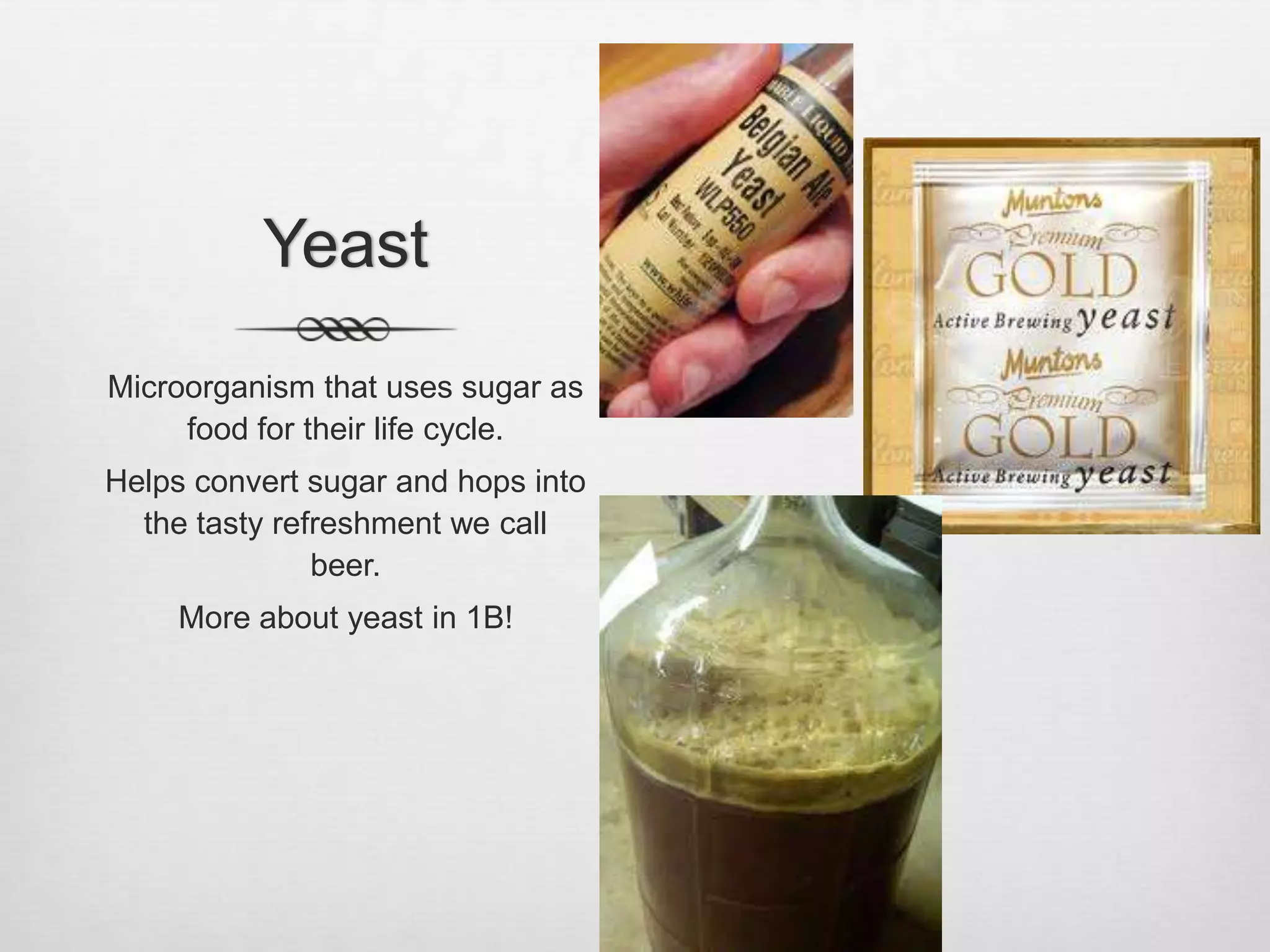 YeastMicroorganism that uses sugar as food for their life cycle.Helps convert sugar and hops into the tasty refreshment we call beer.More about yeast in 1B!