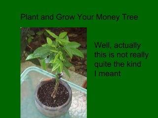 Plant and Grow Your Money Tree Well, actually this is not really quite the kind I meant 