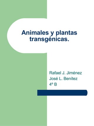 Animales y plantas
  transgénicas.




        Rafael J. Jiménez
        José L. Benítez
        4º B
 