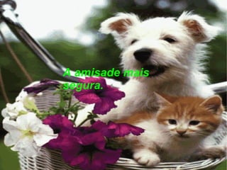 A amisade mais segura. 