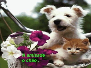 A amisade o chão . 