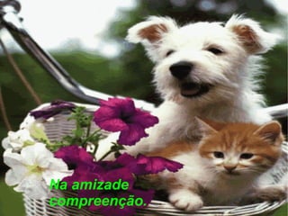 Na amizade compreenção. 