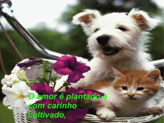 O amor é plantado e com carinho cultivado, 