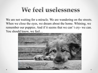 We are not waiting for a miracle. We are wandering on the streets.
When we close the eyes, we dream about the home. Whining, we
remember our puppies. And if it seems that we can’ t cry- we can.
You should know, we feel…
 