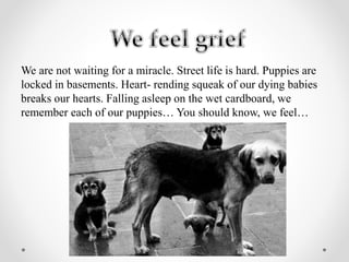We are not waiting for a miracle. Street life is hard. Puppies are
locked in basements. Heart- rending squeak of our dying babies
breaks our hearts. Falling asleep on the wet cardboard, we
remember each of our puppies… You should know, we feel…
 