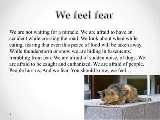 We are not waiting for a miracle. We are afraid to have an
accident while crossing the road. We look about when while
eating, fearing that even this peace of food will be taken away.
While thunderstorm or snow we are hiding in basements,
trembling from fear. We are afraid of sudden noise, of dogs. We
are afraid to be caught and euthanized. We are afraid of people.
People hurt us. And we fear. You should know, we feel…
 