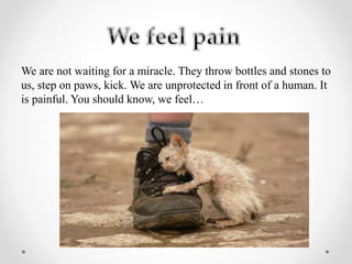 We are not waiting for a miracle. They throw bottles and stones to
us, step on paws, kick. We are unprotected in front of a human. It
is painful. You should know, we feel…
 