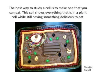 The best way to study a cell is to make one that you
can eat. This cell shows everything that is in a plant
cell while still having something delicious to eat.

Chandler
Emhoff

 