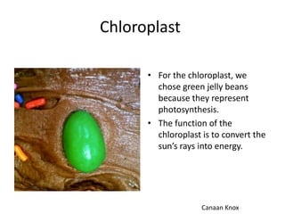 Chloroplast
• For the chloroplast, we
chose green jelly beans
because they represent
photosynthesis.
• The function of the
chloroplast is to convert the
sun’s rays into energy.

Canaan Knox

 