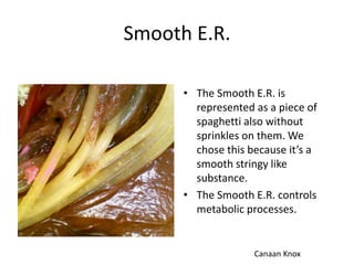 Smooth E.R.
• The Smooth E.R. is
represented as a piece of
spaghetti also without
sprinkles on them. We
chose this because it’s a
smooth stringy like
substance.
• The Smooth E.R. controls
metabolic processes.

Canaan Knox

 