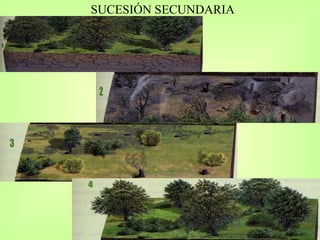 SUCESIÓN SECUNDARIA 
