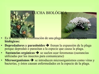 LUCHA BIOLÓGICA Es la reducción o eliminación de una plaga utilizando  agentes biológicos: Depredadores y parasitoides     frenan la expansión de la plaga porque depredan o parasitan a la especie que causa la plaga. Sustancias orgánicas     se suelen usar feromonas (sustancias utilizadas por los insectos para comunicarse) Microorganismos     se introducen microorganismos como virus y bacterias, y éstos causan enfermedades en la especie de la plaga.   
