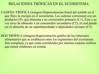 RELACIONES TRÓFICAS EN EL ECOSISTEMA CADENA TRÓFICA (imagen) Representación lineal del sentido en el que fluye la energía en el ecosistema. Las cadenas comienzan con un productor (P), que alimenta a un consumidor primario (C1). Éste a su vez sirve de alimento a un consumidor secundario (C2), el cual puede ser el alimento de un superdepredador o depredador terciario (C3) RED TRÓFICA (imagen) Representación gráfica de las relaciones alimentarias que se establecen entre los organismos del ecosistema. Son complejas ya que están constituidas por muchas cadenas tróficas que tienen eslabones en común. 
