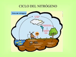 CICLO DEL NITRÓGENO 