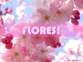 FLORES!
 