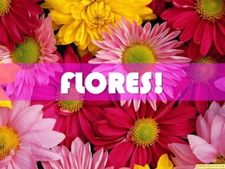 FLORES!
 