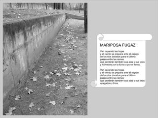 MARIPOSA FUGAZ Van cayendo las hojas y el viento se prepara ante el espejo de los ríos dorados para el último paseo entre las ramas que perderán también sus alas y sus oros y húmedas por la lluvia o por el llanto. Van cayendo las hojas y el viento se prepara ante el espejo de los ríos dorados para el último paseo entre las ramas que perderán también sus alas y sus oros apagados y fríos. 