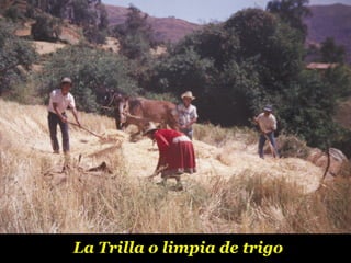 La Trilla o limpia de trigo 
 