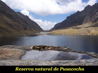 Reserva natural de Pusacocha 
 