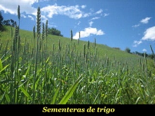 Sementeras de trigo 
 