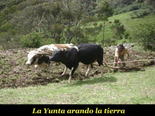 La Yunta arando la tierra 
 
