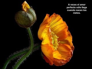 A veces el amor
perfecto sólo llega
cuando nacen los
nietos.

 