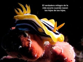 El verdadero milagro de la
vida ocurre cuando nacen
los hijos de tus hijos.

 