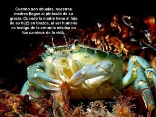 Cuando son abuelas, nuestras
madres llegan al pináculo de su
gracia. Cuando la madre tiene al hijo
de su hij@ en brazos, el ser humano
es testigo de la armonía mística en
los caminos de la vida.

 