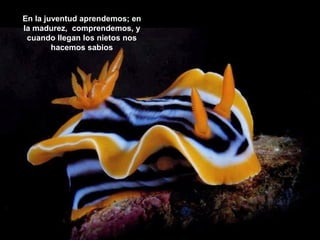 En la juventud aprendemos; en
la madurez, comprendemos, y
cuando llegan los nietos nos
hacemos sabios

 