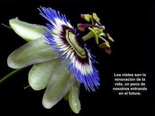 Los nietos son la
renovación de la
vida, un poco de
nosotros entrando
en el futuro.

 