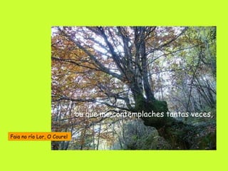 ou que me contemplaches tantas veces, Faia no río Lor, O Courel 