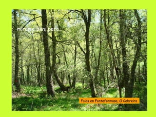 mírame ben, pero… Faias en Fonteformosa, O Cebreiro 