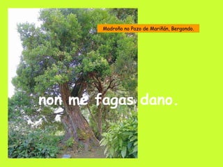 non me fagas dano. Madroño no Pazo de Mariñán, Bergondo. 