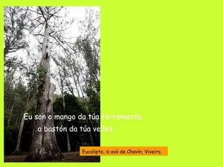 Eu son o mango da túa ferramenta,  o bastón da túa vellez. Eucalipto , o  avó de Chavín, Viveiro.  