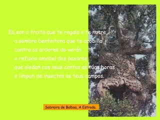 Eu son o froito que te regala e te nutre, a sombra benfeitora que te acobilla contra os ardores do verán, o refuxio amabel dos paxaros que aledan cos seus cantos as túas horas e limpan de insectos os teus campos. Sobreira de Balboa, A Estrada. 