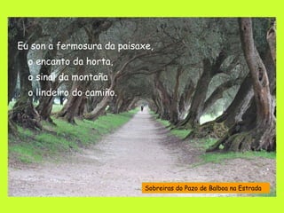 Eu son a fermosura da paisaxe, o encanto da horta, o sinal da montaña o lindeiro do camiño. Sobreiras do Pazo de Balboa na Estrada 
