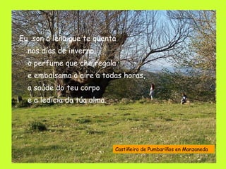 Eu  son a leña que te quenta nos días de inverno,  o perfume que che regala e embalsama o aire a todas horas, a saúde do teu corpo e a ledicia da túa alma. Castiñeiro de Pumbariños en Manzaneda 