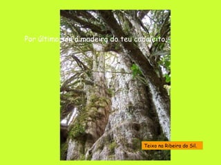 Por último son a madeira do teu cadaleito. Teixo na Ribeira do Sil. 