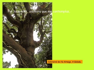 Por todo isto,  viaxeiro que me contemplas, Sobreiral do río Arnego, A Golada. 