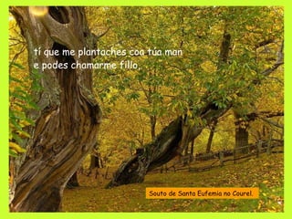 tí que me plantaches coa túa man e podes chamarme fillo, Souto de Santa Eufemia no Courel. 