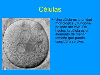 Células Una célula es la unidad morfológica y funcional de todo ser vivo. De hecho, la célula es el elemento de menor tamaño que puede considerarse vivo. 