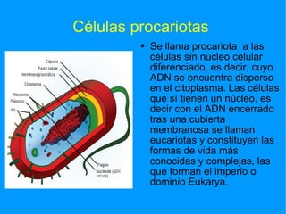 Células procariotas  Se llama procariota  a las células sin núcleo celular diferenciado, es decir, cuyo ADN se encuentra disperso en el citoplasma. Las células que sí tienen un núcleo, es decir con el ADN encerrado tras una cubierta membranosa se llaman eucariotas y constituyen las formas de vida más conocidas y complejas, las que forman el imperio o dominio Eukarya. 