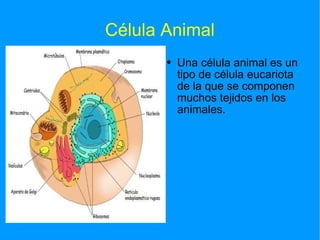 Célula Animal Una célula animal es un tipo de célula eucariota de la que se componen muchos tejidos en los animales. Una célula animal es un tipo de célula eucariota de la que se componen muchos tejidos en los animales. variedad de formas, e incluso una célula fagocitaria puede de hecho rodear y engullir otras estructuras. Partes de la célula animal Está dividida en: membrana celular, mitocondria, cromatina, lisosoma, aparato de golgi, citoplasma,nucleoplasma, núcleo celular, nucléolo, centriolos, ribosoma y membrana plasmática. 