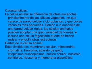 Características: La célula animal se diferencia de otras eucariotas, principalmente de las células vegetales, en que carece de pared celular y cloroplastos, y que posee vacuolas más pequeñas. Debido a la ausencia de una pared celular rígida, las células animales pueden adoptar una gran variedad de formas, e incluso una célula fagocitaria puede de hecho rodear y engullir otras estructuras. Partes de la célula animal: Está dividida en: membrana celular, mitocondria, cromatina, lisosoma, aparato de golgi, citoplasma,nucleoplasma, núcleo celular, nucléolo, centriolos, ribosoma y membrana plasmática. 