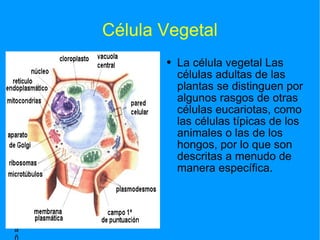 Célula Vegetal La célula vegetal Las células adultas de las plantas se distinguen por algunos rasgos de otras células eucariotas, como las células típicas de los animales o las de los hongos, por lo que son descritas a menudo de manera específica. Pulse dos veces para añadir una imagen 
