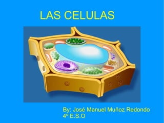 LAS CELULAS  By: José Manuel Muñoz Redondo 4º E.S.O 