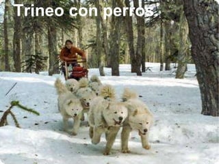Trineo con perros. 