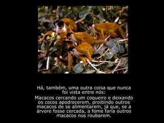 Há, também, uma outra coisa que nunca foi vista entre nós: Macacos cercando um coqueiro e deixando os cocos apodrecerem, proibindo outros macacos de se alimentarem, já que, se a árvore fosse cercada, a fome faria outros macacos nos roubarem. 