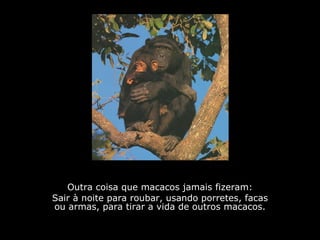 Outra coisa que macacos jamais fizeram: Sair à noite para roubar, usando porretes, facas ou armas, para tirar a vida de outros macacos. 
